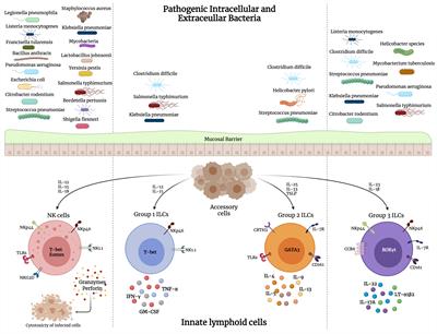 Innate Lymphoid Cells and Natural Killer Cells in Bacterial Infections: Function, Dysregulation, and Therapeutic Targets